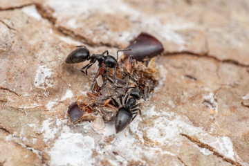 Invasive ants Technomyrmex albipes (white-footed ant) foraging and eating bird droppings in tropical rainforest, Queensland, Australia