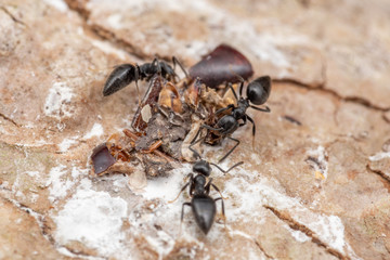 Invasive ants Technomyrmex albipes (white-footed ant) foraging and eating bird droppings in tropical rainforest, Queensland, Australia