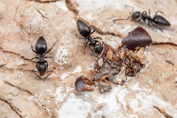 Invasive ants Technomyrmex albipes (white-footed ant) foraging and eating bird droppings in tropical rainforest, Queensland, Australia