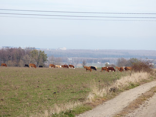 Krowy na pastwisku.
