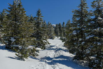 四阿山への登山道