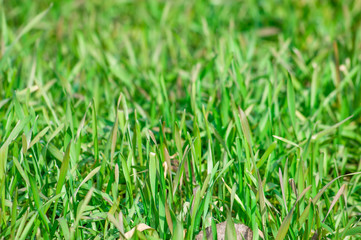 Young, fresh green, grass of rye, easter background