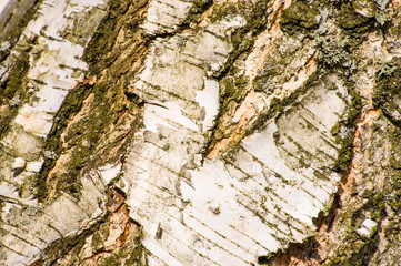 White birch bark texture, wooden background