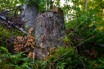 Nature Soul Impression