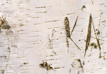 White birch bark texture, wooden background