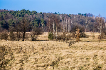 Fototapeta premium Polish early spring landscape with dry grass under blue sky
