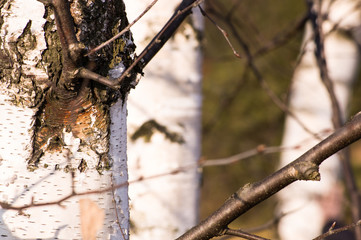 Trunks of birch tree in autumn forest