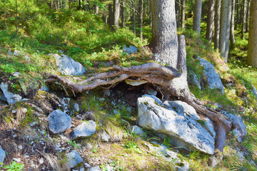 Nature Soul Impression