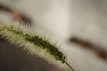 猫じゃらしのマクロ写真