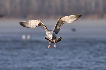 European herring gull (Larus argentatus)