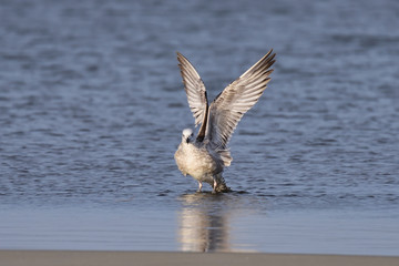 European herring gull (Larus argentatus)
