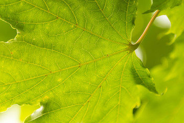 Blatt