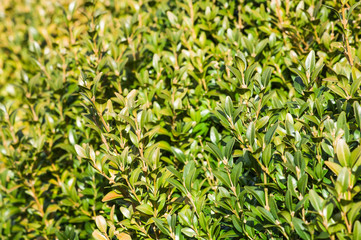 Fototapeta premium Boxwood in the garden, spring green plants for easter decoration