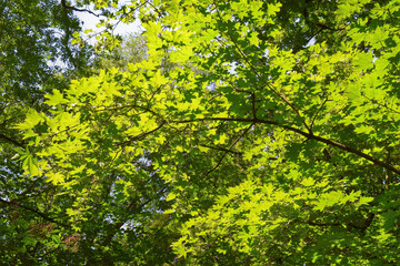 Fototapeta premium Nature Soul Impression
