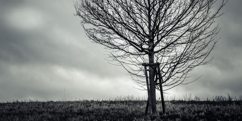 Einsamer Baum