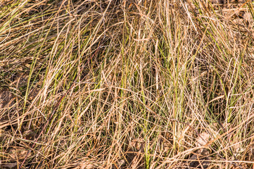 Fototapeta premium Dry grass useful as autumn background