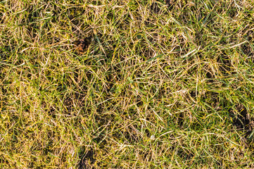 Fresh spring grass, background
