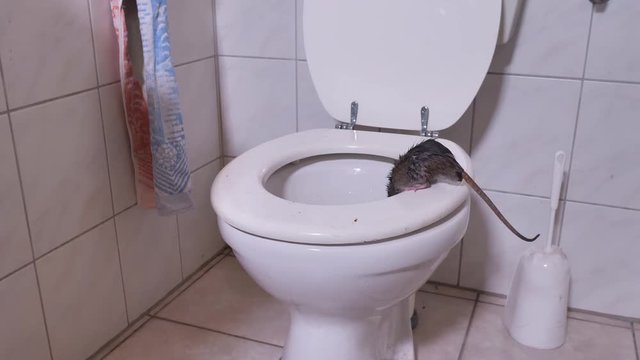 Eine wilde Ratte springt in die Toilette und verschwindet, mehrere Szenen