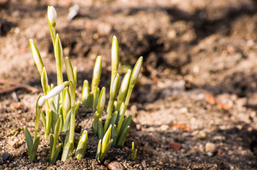 Snowdrops growing out of the ground, spring is coming