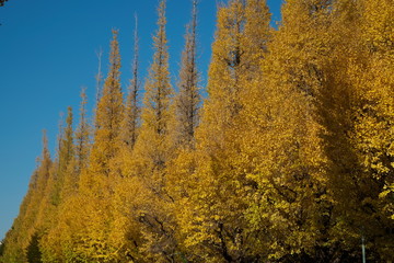 イチョウ並木の黄葉