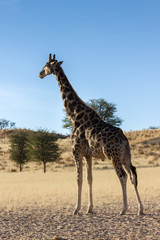 Giraffe