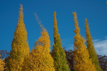 Fototapeta na wymiar イチョウ並木の黄葉