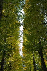 Obraz premium イチョウ並木の黄葉