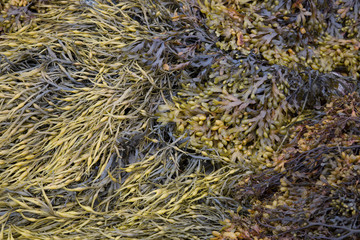 Fototapeta na wymiar Seaweed at Roundstone; Connemara