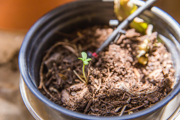 Young Cannabis Sprout, Starting Marijuana Plant, Pot Plant