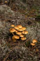 small family of mushrooms