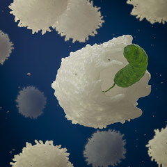 leukocyte phagocytosis bacteria