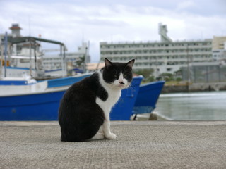 Cat at the harbor