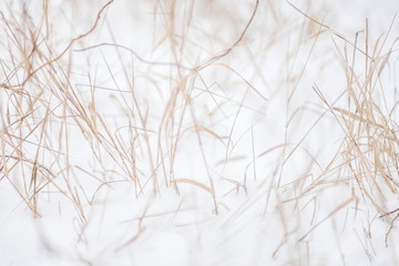 dry yellow grass in the garden covered by snow.