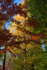 もみじ林の紅葉