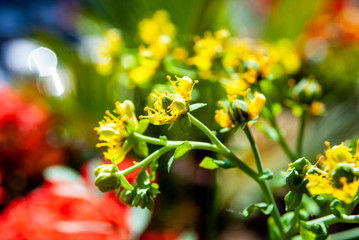 Fiori e Boccioli gialli