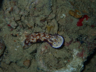 マダライロウミウシ