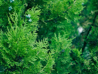 Green fir tree winter christmas background