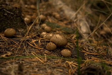 small fungus with prickles