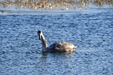 Swan on the lake Uvildy in November, Chelyabinsk region. Russia