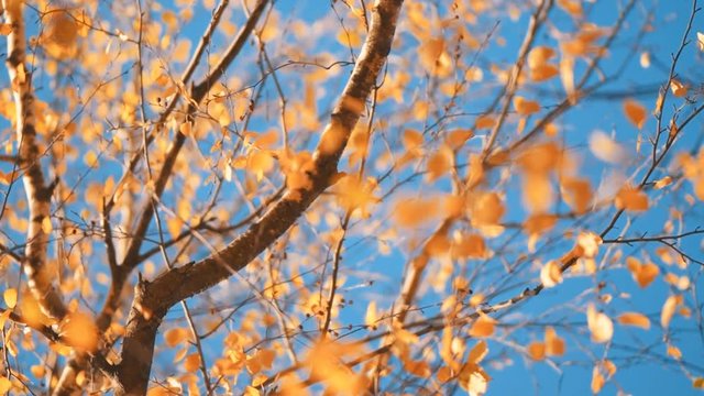Birch tree in sunny autumn afternoon, detail of branches with yellow leaves
