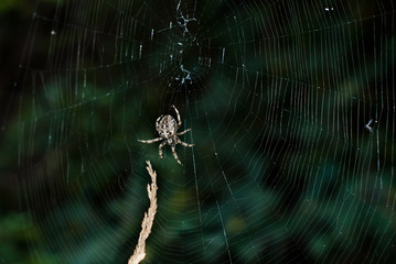 Spider web