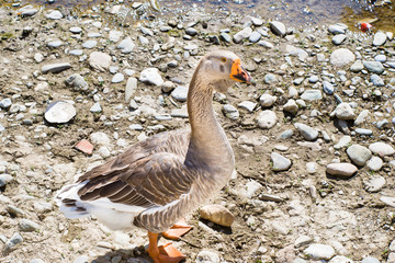 Goose