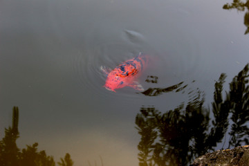 Carpa rossa e torbido