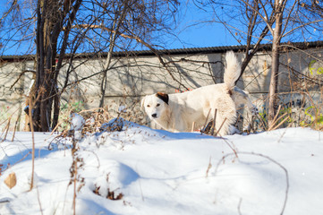a stray dog wander in the deserted winter gardens