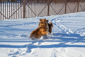 stray dogs got into a fight, playing in the snow