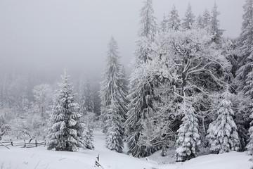 Spruce, covered with a thick layer of snow and frost in the mist. Winter,