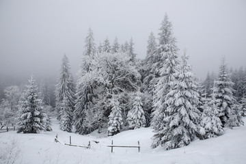Fototapeta na wymiar Spruce, covered with a thick layer of snow and frost in the mist. Winter,