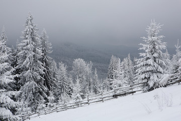 Spruce, covered with a thick layer of snow and frost in the mist. Winter,