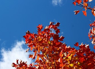 The autumn tree branch and the bright blue sky. 