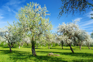 Beautiful old apple tree garden blossoming on sunny spring day.